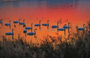 來約！萬只白天鵝在三門峽等你